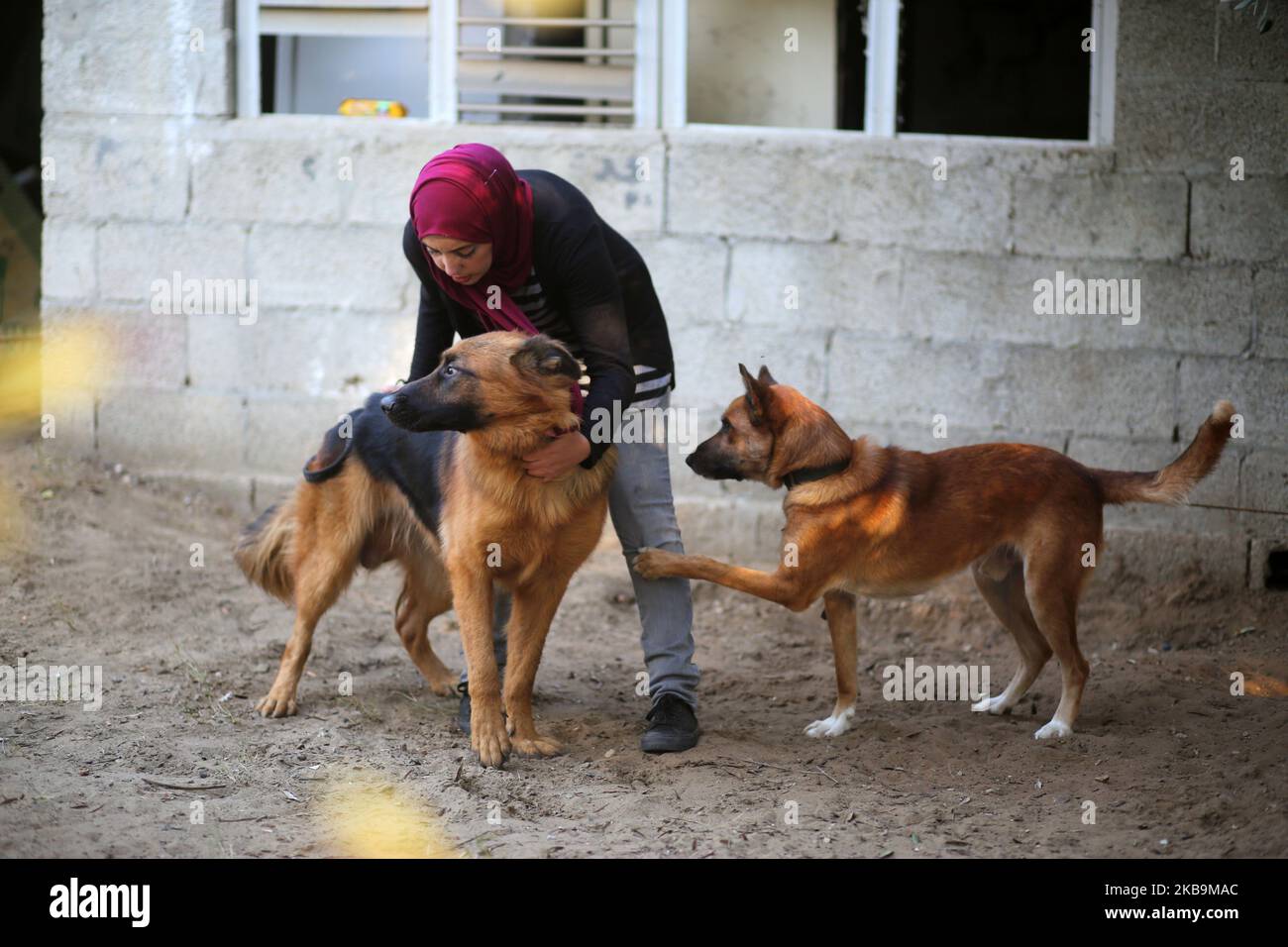 La donna palestinese Talya Thabet insegna un cane obbedienza comandi nella striscia centrale di Gaza 31 ottobre 2019. (Foto di Majdi Fathi/NurPhoto) Foto Stock