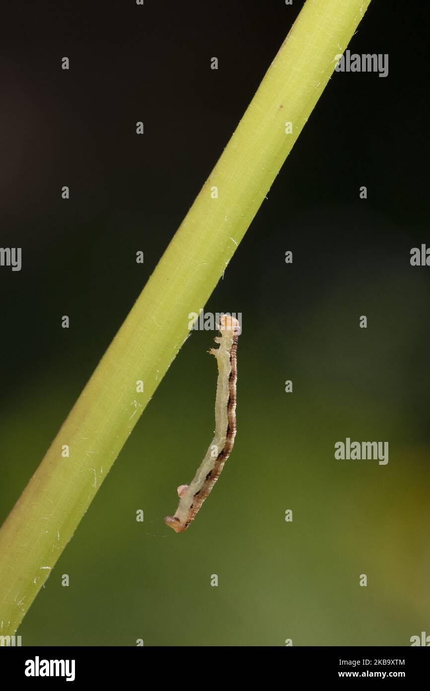 Un bruco Geometer Moth si tira su un albero da un filo della sua seta in un giardino a Lincoln, Nuova Zelanda il 03 novembre 2019. (Foto di Sanka Vidanagama/NurPhoto) Foto Stock