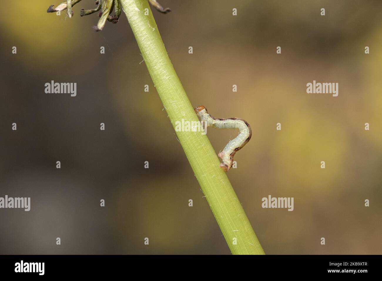 Un bruco Geometer Moth è visto in un giardino a Lincoln, Nuova Zelanda il 03 novembre 2019. (Foto di Sanka Vidanagama/NurPhoto) Foto Stock