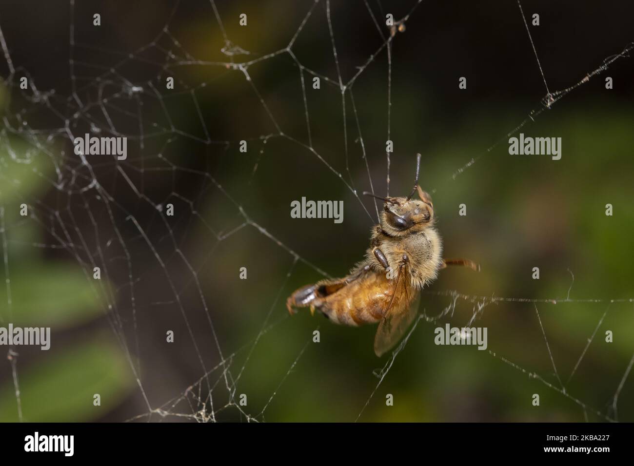 Un'ape di miele intrappolata in una ragnatela in un giardino a Lincoln, Nuova Zelanda, il 05 novembre 2019. Nell'ultimo dibattito della Royal Geographical Society di Londra, l'Earthwatch Institute ha concluso che le api sono l'essere vivente più importante del pianeta. Tuttavia, secondo gli scienziati, le api sono già entrate nel rischio di estinzione. (Foto di Sanka Vidanagama/NurPhoto) Foto Stock