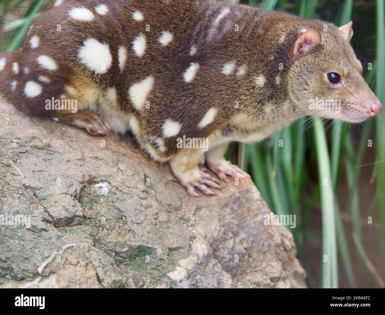 Un po' selvaggio Quoll dalla coda puntinata in bellezza naturale. Foto Stock