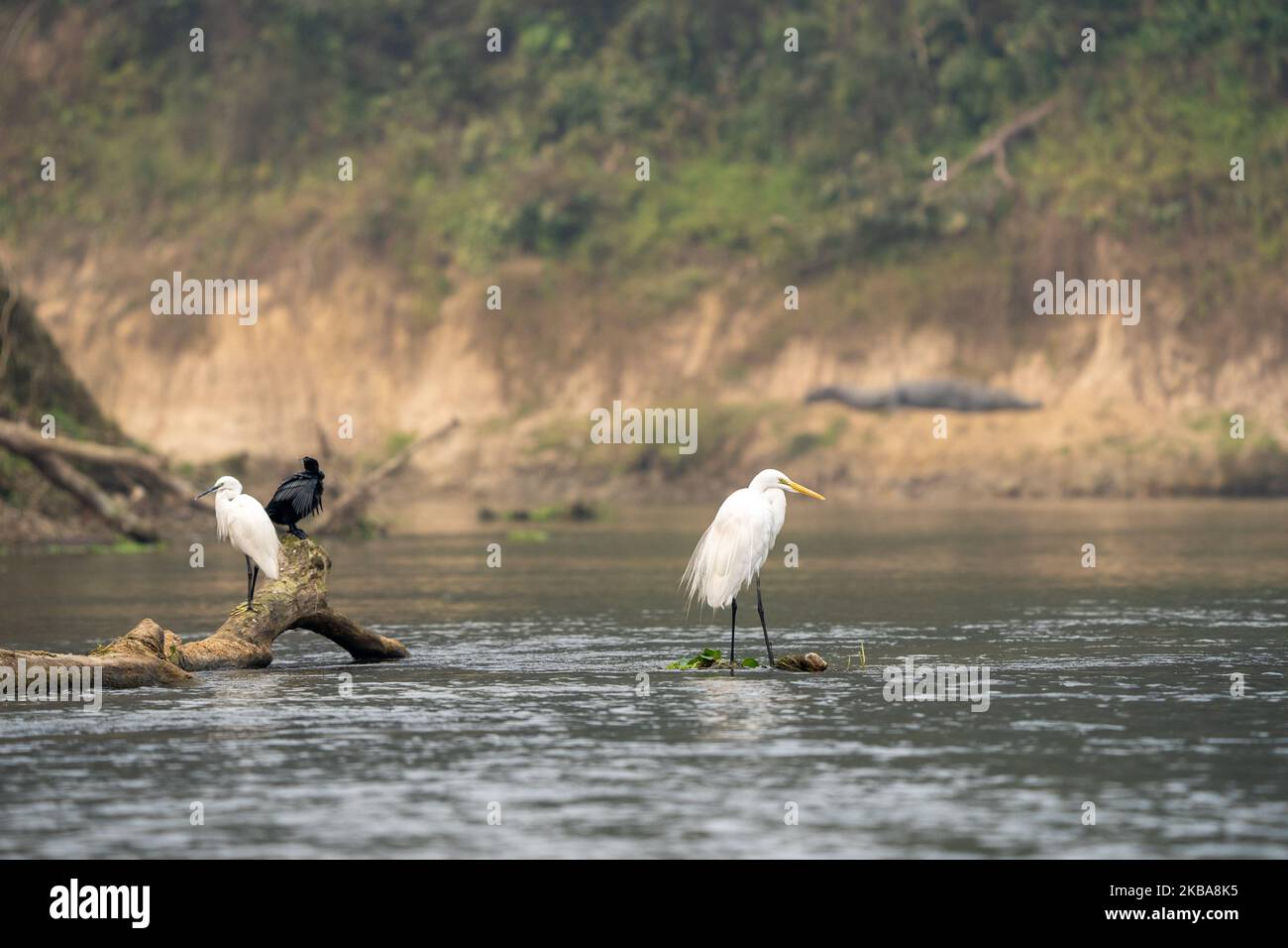 Un Grande Egree e qualche piccolo Uccelli arroccato su un albero morto in un fiume. Foto Stock