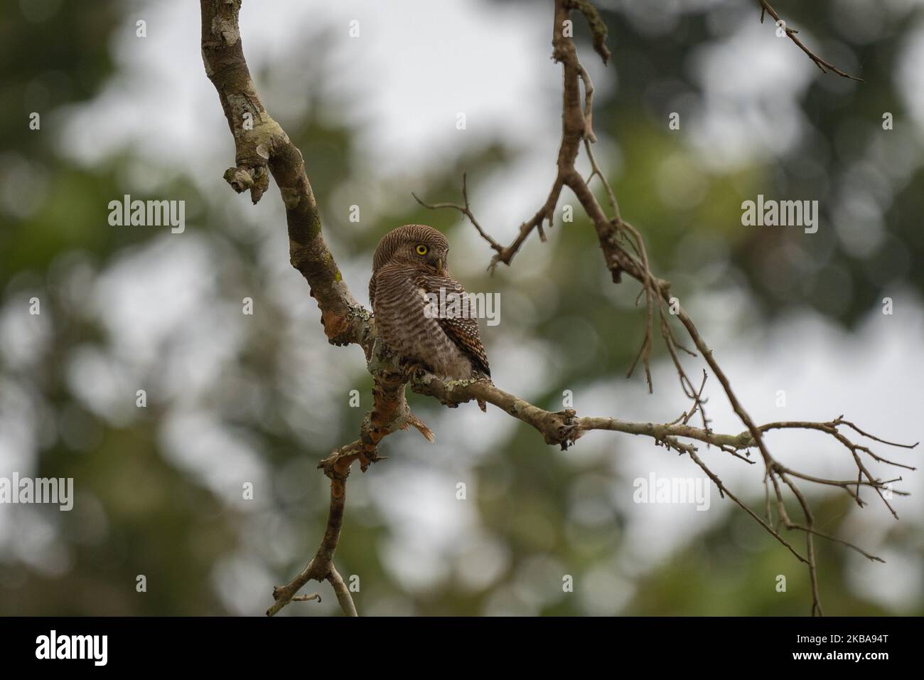 Una giungla gufo su un albero nella giungla. Foto Stock