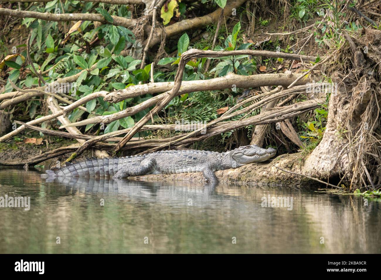 Il coccodrillo di Muggar riposa sulla riva del fiume con i suoi piedi appesi in acqua. Foto Stock