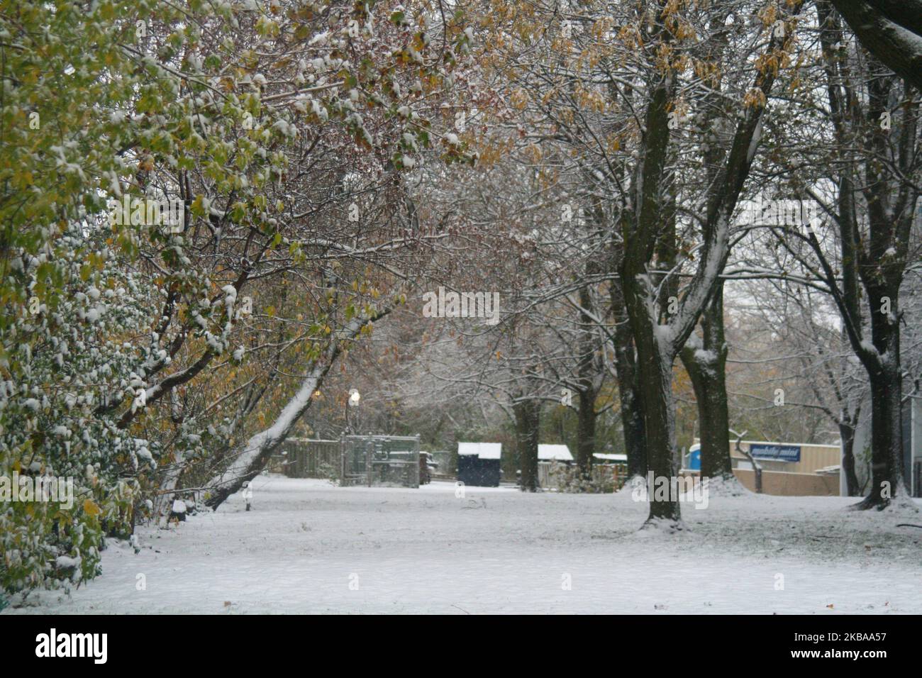 Prima nevicata della stagione a Toronto, Ontario, Canada, il 07 novembre 2019. La neve ha colpito la Greater Toronto Area appena in tempo per il viaggio mattutino e ha lasciato tra 1-5 cm di neve. (Foto di Creative Touch Imaging Ltd./NurPhoto) Foto Stock