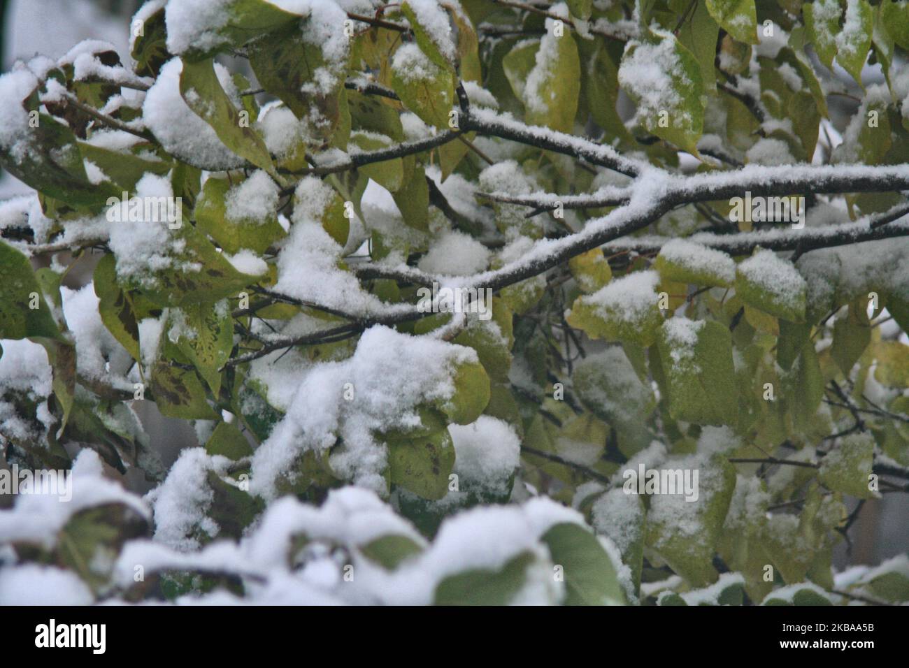 Prima nevicata della stagione a Toronto, Ontario, Canada, il 07 novembre 2019. La neve ha colpito la Greater Toronto Area appena in tempo per il viaggio mattutino e ha lasciato tra 1-5 cm di neve. (Foto di Creative Touch Imaging Ltd./NurPhoto) Foto Stock