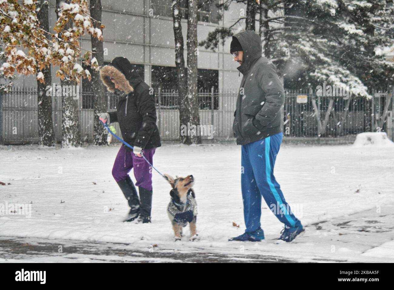 Prima nevicata della stagione a Toronto, Ontario, Canada, il 07 novembre 2019. La neve ha colpito la Greater Toronto Area appena in tempo per il viaggio mattutino e ha lasciato tra 1-5 cm di neve. (Foto di Creative Touch Imaging Ltd./NurPhoto) Foto Stock