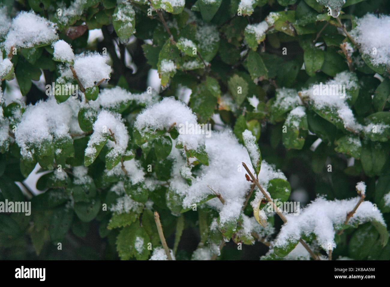 Prima nevicata della stagione a Toronto, Ontario, Canada, il 07 novembre 2019. La neve ha colpito la Greater Toronto Area appena in tempo per il viaggio mattutino e ha lasciato tra 1-5 cm di neve. (Foto di Creative Touch Imaging Ltd./NurPhoto) Foto Stock