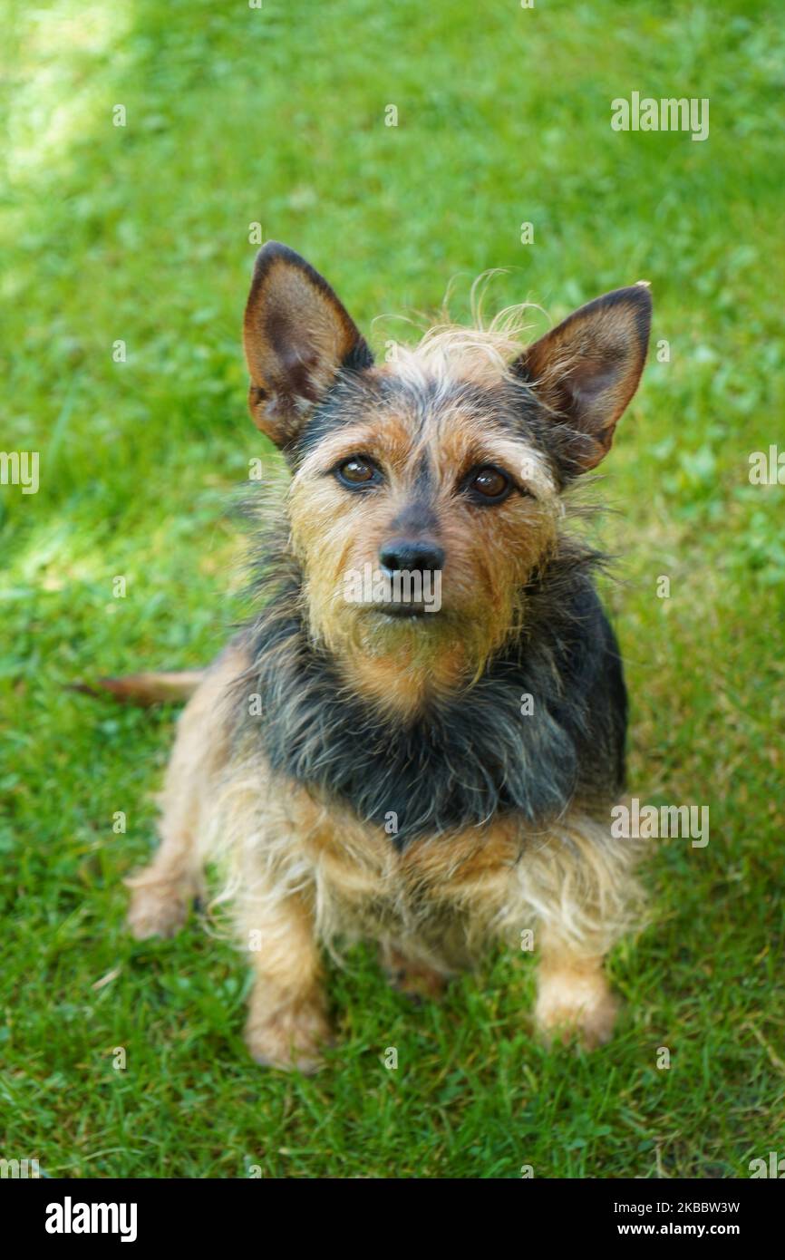 Carino piccolo cane con orecchie appuntite. Ritratto Foto su sfondo erba. Cane che guarda la telecamera. Foto Stock