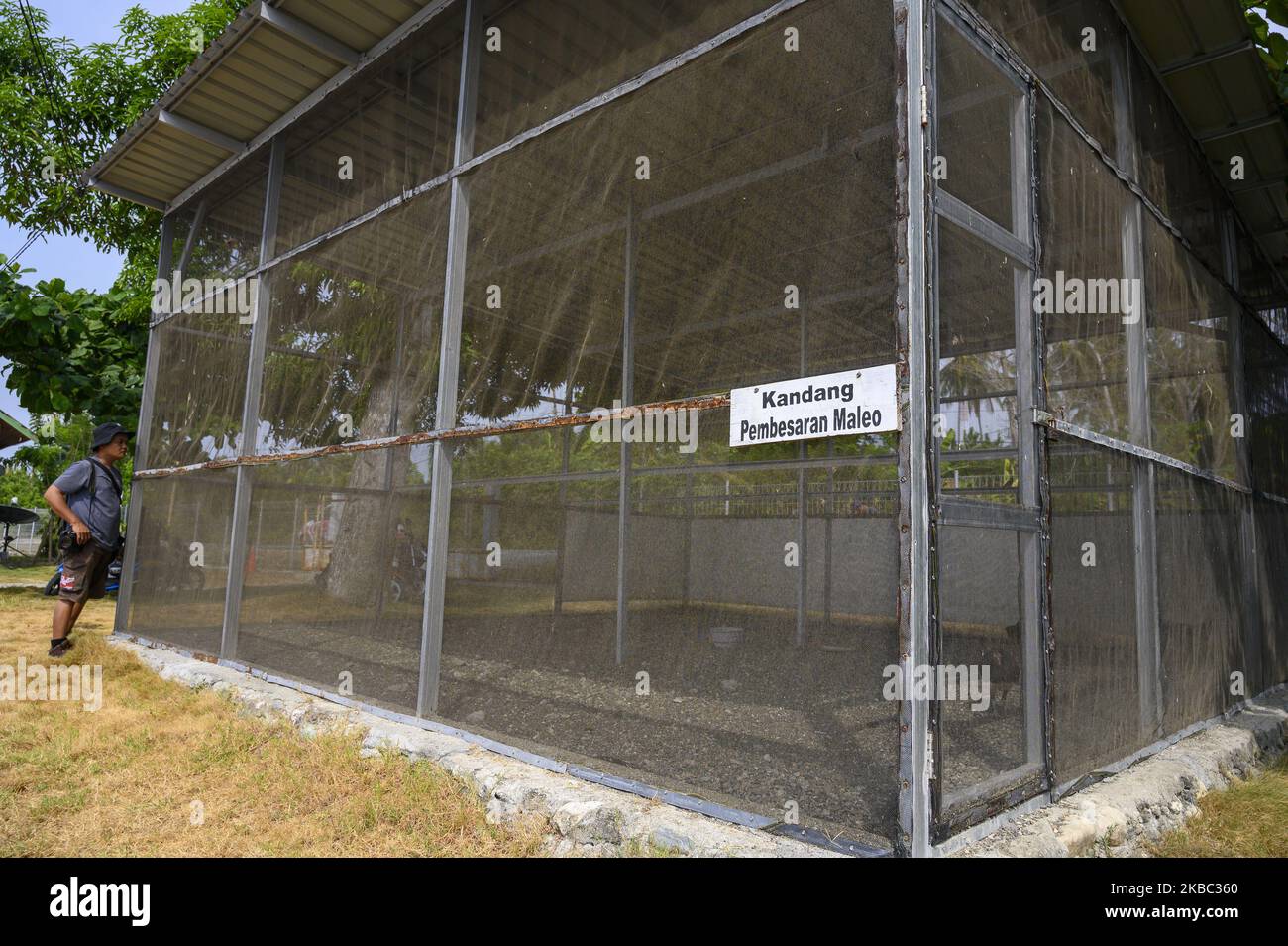 I residenti prestano attenzione agli uccelli del Maleo (Macrochepalon maleo) che si trovano nelle gabbie di prigionia nel villaggio di Batui, nella reggenza di Banggai, nella provincia centrale di Sulawesi, in Indonesia il 2 dicembre 2019. La rara ed endemica riproduzione di Sulawesi è stata effettuata dagli ultimi quattro anni ed è stata rilasciata con successo nell'habitat intorno al 300. Il governo locale continua a educare i residenti a partecipare alla guardia di questi uccelli perché, secondo i dati, la popolazione di uccelli è ora in declino e fino a che il resto circa 10.000 code e si teme di essere estinto se non gli sforzi di allevamento sono pazzi Foto Stock