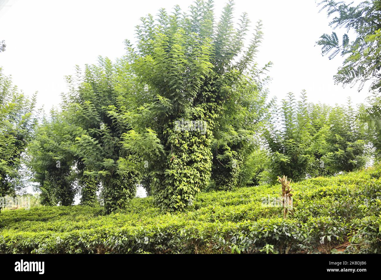 Piante da tè presso il Geragama Tea Estate di Pilimathalawa, Sri Lanka. Geragama è una delle più antiche e pregiate piantagioni di tè dello Sri Lanka, risalente al 1903. (Foto di Creative Touch Imaging Ltd./NurPhoto) Foto Stock