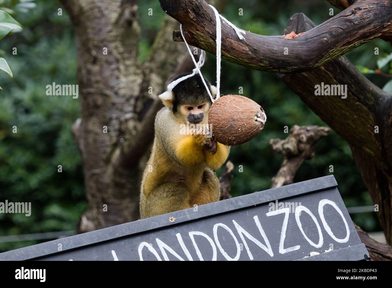 La scimmia scoiattolo raffigurata durante l'annuale stocktake allo ZSL London Zoo il 02 gennaio 2020 a Londra, Inghilterra. Ogni anno i detentori fanno il conto di ogni animale di oltre 700 specie allo zoo di Londra, e i risultati sono condivisi con altri zoo per aiutare a gestire i programmi di allevamento a livello mondiale per la conservazione degli animali in pericolo. (Foto di Wiktor Szymanowicz/NurPhoto) Foto Stock