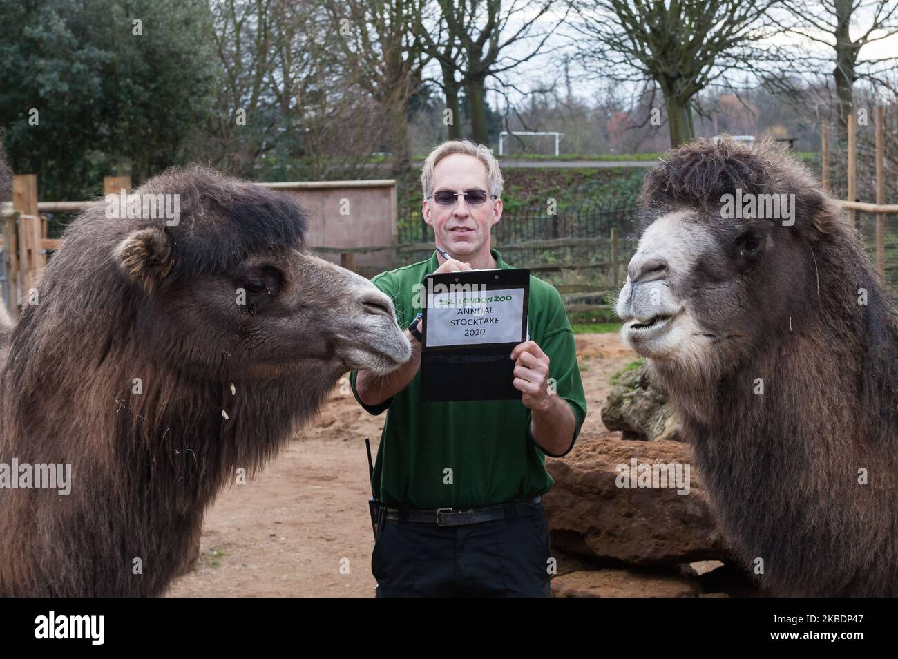 Uno zooekeeper conta i cammelli bactriani durante l'annuale stocktake allo ZSL London Zoo il 02 gennaio 2020 a Londra, Inghilterra. Ogni anno i detentori fanno il conto di ogni animale di oltre 700 specie allo zoo di Londra, e i risultati sono condivisi con altri zoo per aiutare a gestire i programmi di allevamento a livello mondiale per la conservazione degli animali in pericolo. (Foto di Wiktor Szymanowicz/NurPhoto) Foto Stock