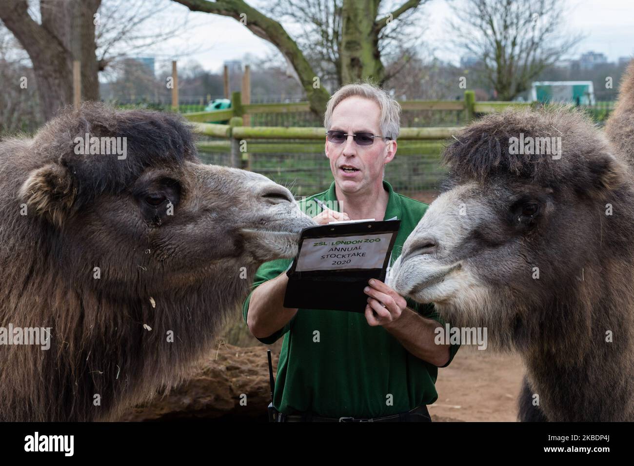 Uno zooekeeper conta i cammelli bactriani durante l'annuale stocktake allo ZSL London Zoo il 02 gennaio 2020 a Londra, Inghilterra. Ogni anno i detentori fanno il conto di ogni animale di oltre 700 specie allo zoo di Londra, e i risultati sono condivisi con altri zoo per aiutare a gestire i programmi di allevamento a livello mondiale per la conservazione degli animali in pericolo. (Foto di Wiktor Szymanowicz/NurPhoto) Foto Stock