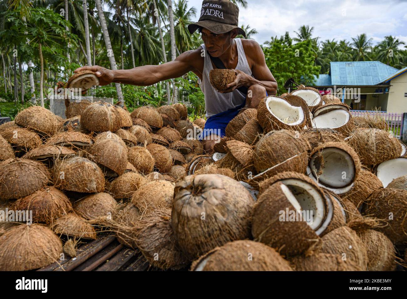 Un contadino organizza il suo cocco per la copra in poi Village, Sigi Regency, Sulawesi Centrale, Indonesia il 8 gennaio 2020. I coltivatori di cocco nella regione si lamentano del prezzo della copra a livello di commercianti che continuano a scendere al punto più basso del valore di una media di IDR5.500 dollari per chilogrammo, mentre in precedenza valutavano tra IDR10.000 e IDR15.000 dollari per chilogrammo. Quasi la metà della popolazione del villaggio vive come coltivatori di cocco. (Foto di Basri Marzuki/NurPhoto) Foto Stock