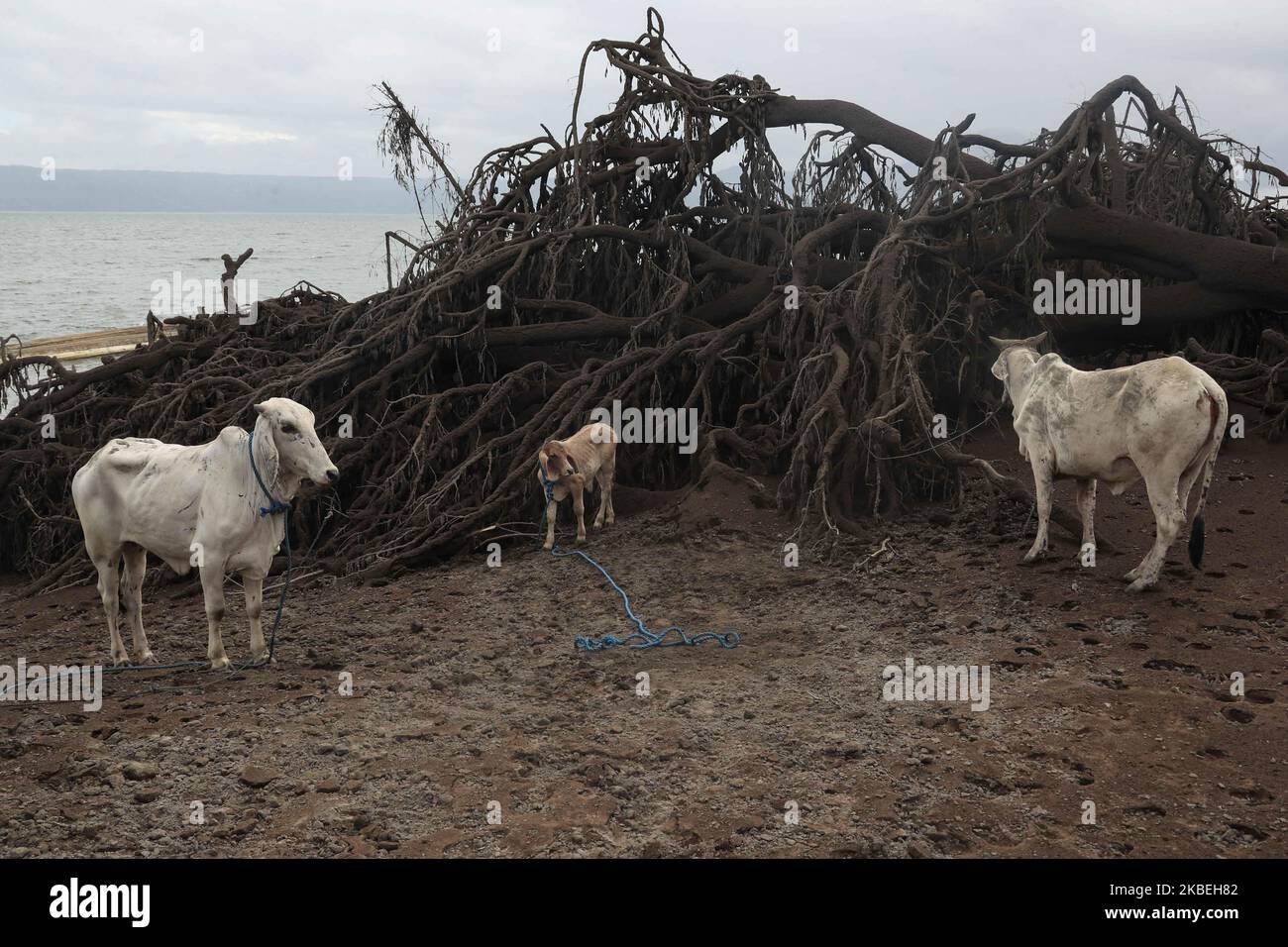 Animali lasciati indietro dai residenti dell'Isola del Vulcano Taal nella provincia di Batangas, a sud di Manila il 14 gennaio 2020. Le persone che vivono ai piedi del vulcano sono state evacuate mentre il vulcano è scoppiato a mezzogiorno del gennaio 12 raggiungendo fino a 14 chilometri di cenere spruzzata nell'aria. (Foto di George Calvelo/NurPhoto) Foto Stock