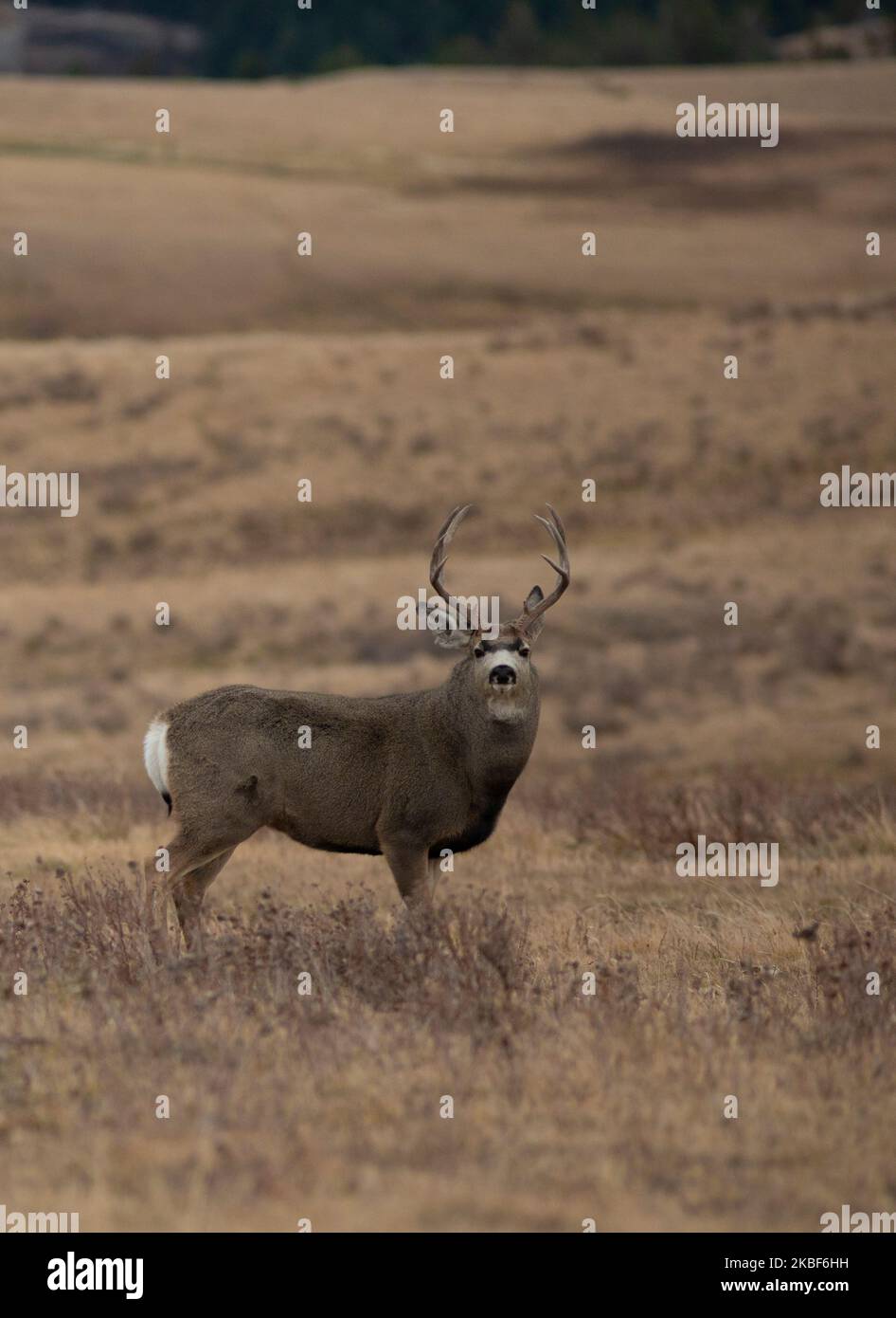 Mulo cervo buck in Montana con il suo collo gonfio in solca Foto Stock