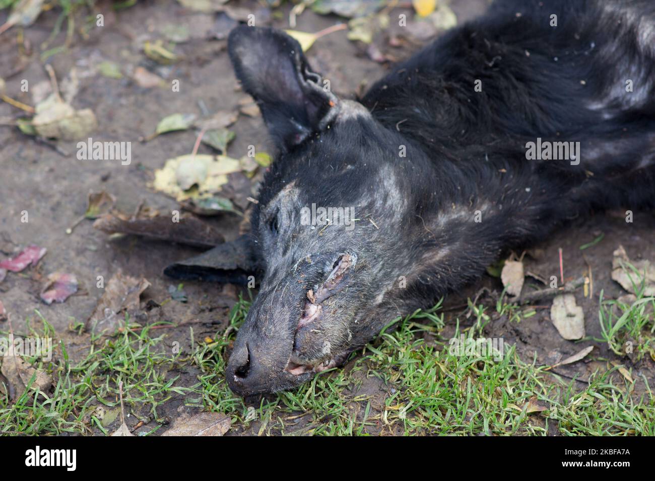 stendere un cane nero vecchio morto sulla terra Foto Stock