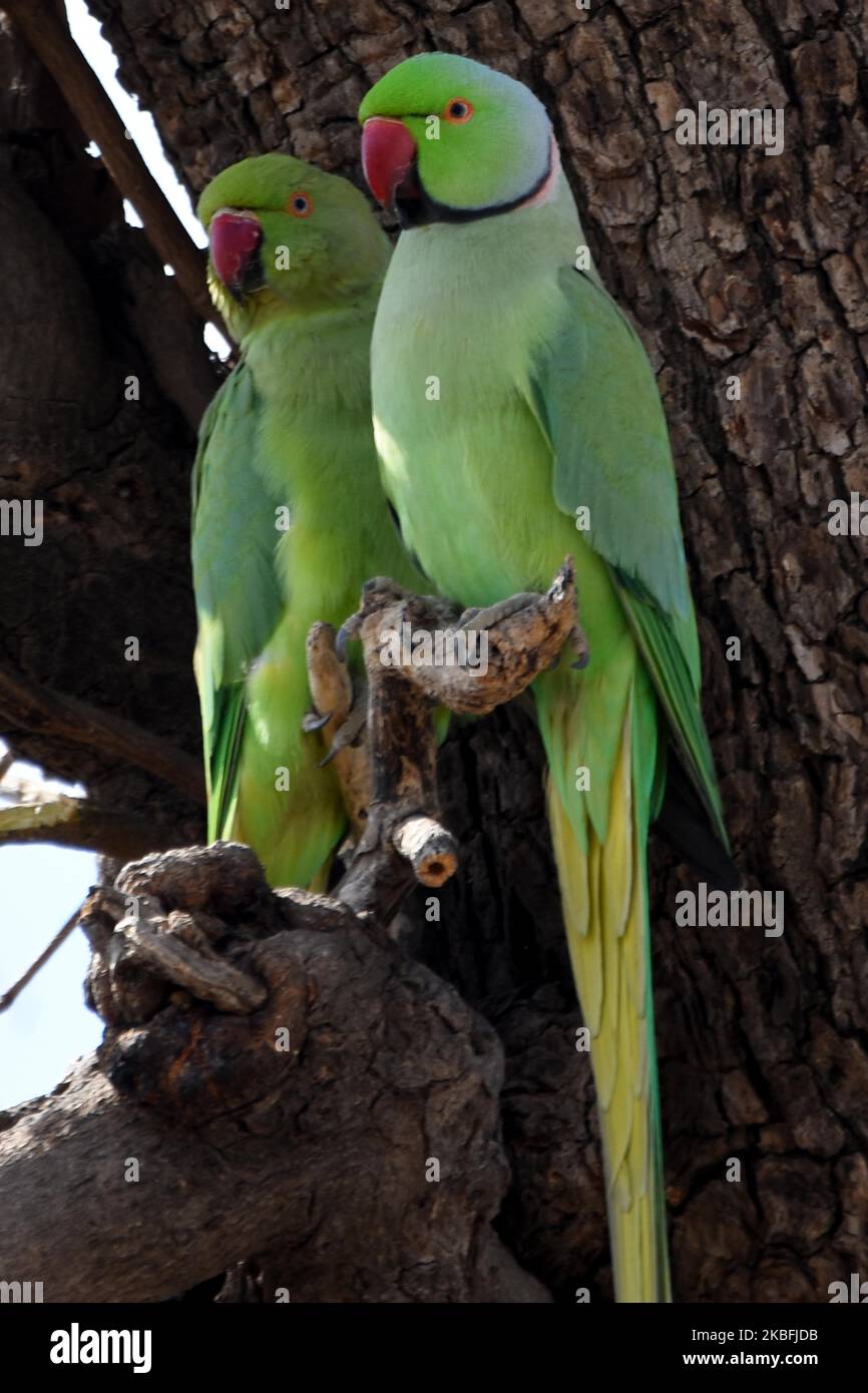 Un paio di pappagalli rosati guarda dal suo nido nella periferia di Ajmer, Rajasthan, India il 27 gennaio 2020. (Foto di Str/NurPhoto) Foto Stock