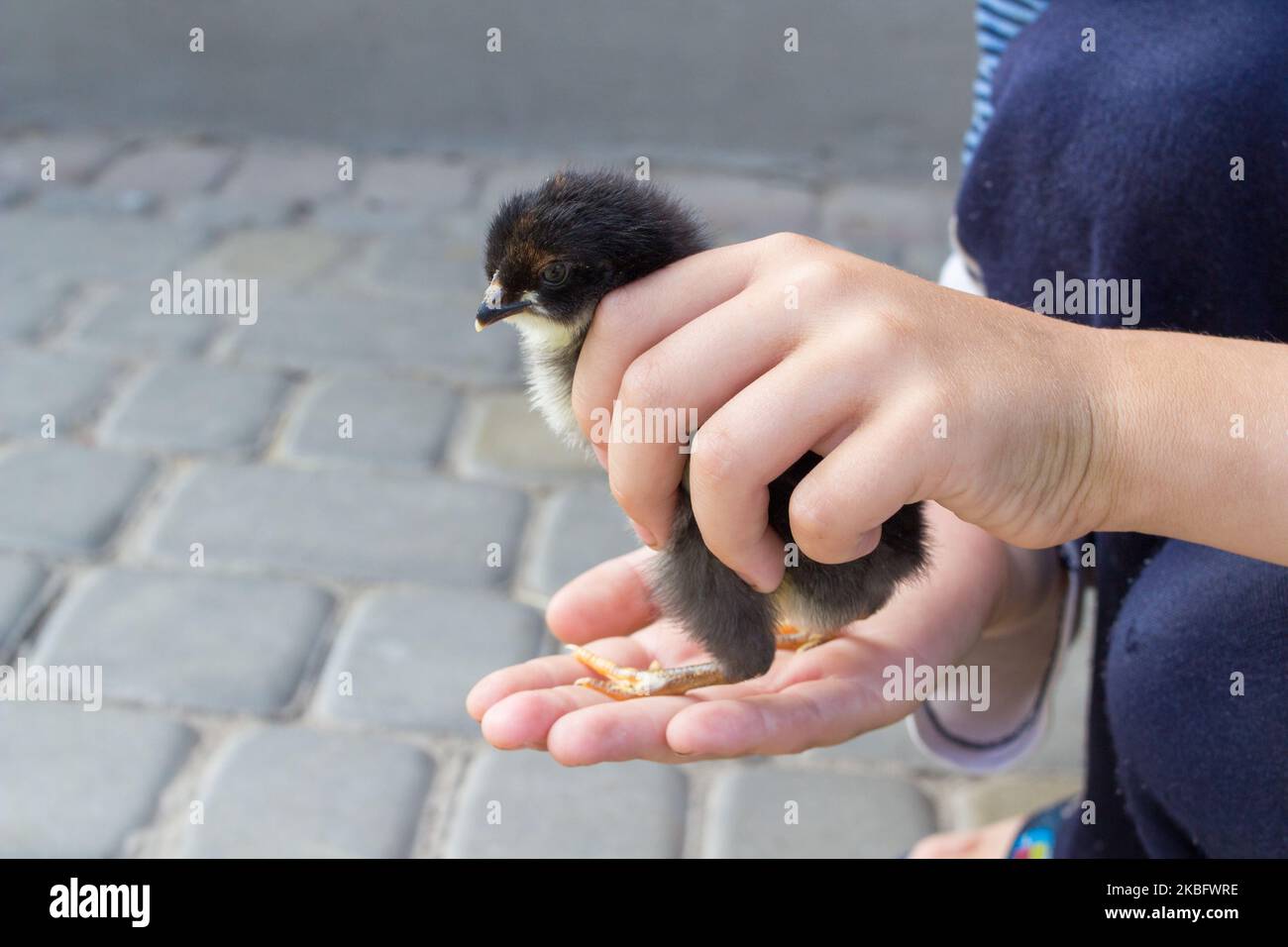 Vista ravvicinata del pulcino di bambino in mano della ragazza Foto Stock