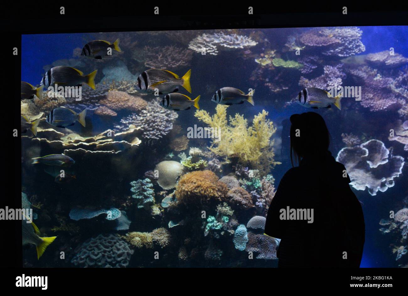 Un visitatore gode di una vista di pesci colorati e di diverse specie di coralli presso l'Acquario del Parco Marino dell'Osservatorio sottomarino nella località turistica israeliana di Eilat, sulla riva del Mar Rosso. Sabato, 1 febbraio 2020, a Eilat, Israele. (Foto di Artur Widak/NurPhoto) Foto Stock