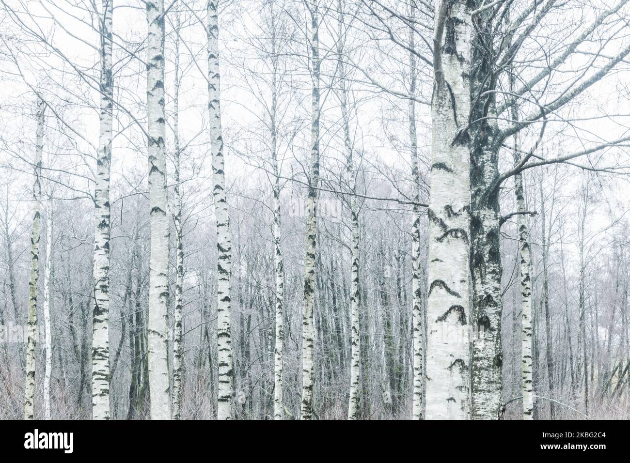 Alberi di betulla in una fila Foto Stock
