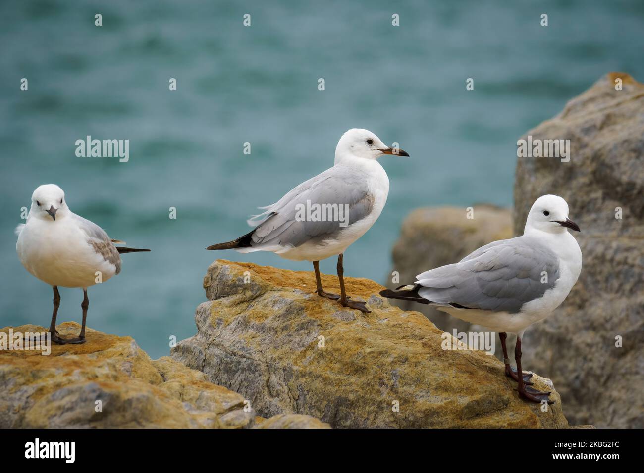 Il gabbiano di Hartlaub (Chroicocephalus hartlaubii) si trova a Kleinmond, Whale Coast, Overberg, Western Cape, Sudafrica. Specie di uccelli costieri autoctoni. Foto Stock