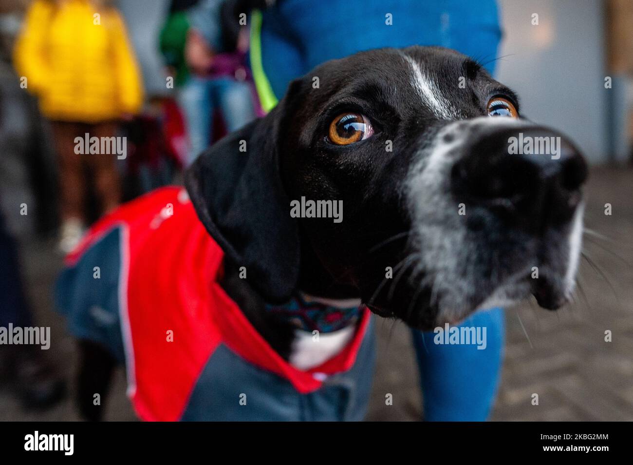 Un cane sta aspettando con il suo proprietario alla stazione ferroviaria centrale prima che la dimostrazione contro l'abuso di Greyhounds e Podenco in Spagna abbia inizio ad Amsterdam, il 2nd febbraio 2020. (Foto di Romy Arroyo Fernandez/NurPhoto) Foto Stock