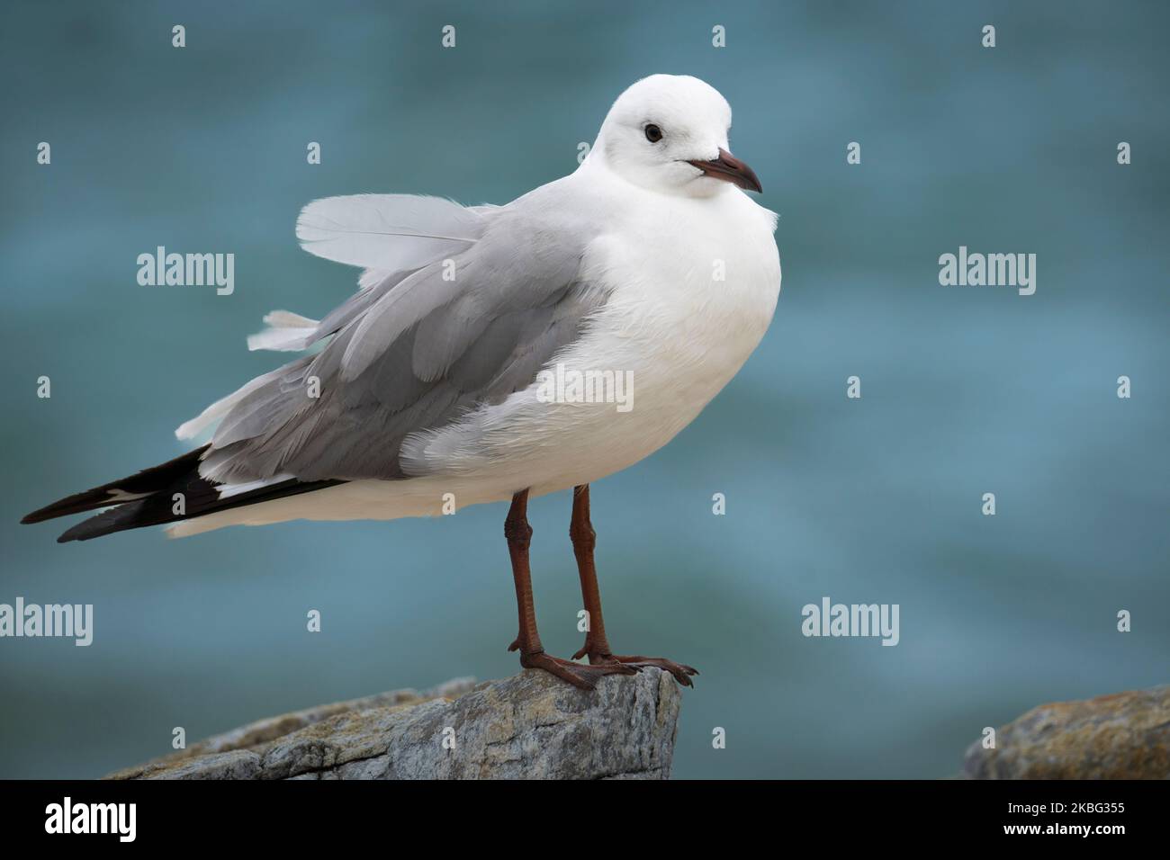 Il gabbiano di Hartlaub (Chroicocephalus hartlaubii) si trova a Kleinmond, Whale Coast, Overberg, Western Cape, Sudafrica. Specie di uccelli costieri autoctoni. Foto Stock