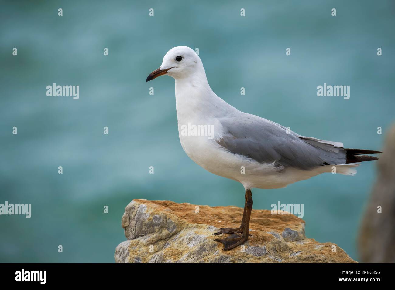 Il gabbiano di Hartlaub (Chroicocephalus hartlaubii) si trova a Kleinmond, Whale Coast, Overberg, Western Cape, Sudafrica. Specie di uccelli costieri autoctoni. Foto Stock