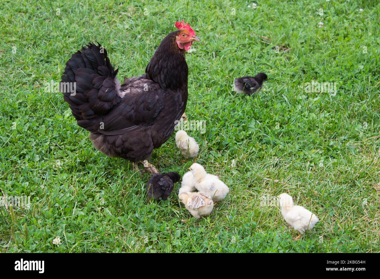 Sul pollo d'erba con polli piccoli in estate Foto Stock