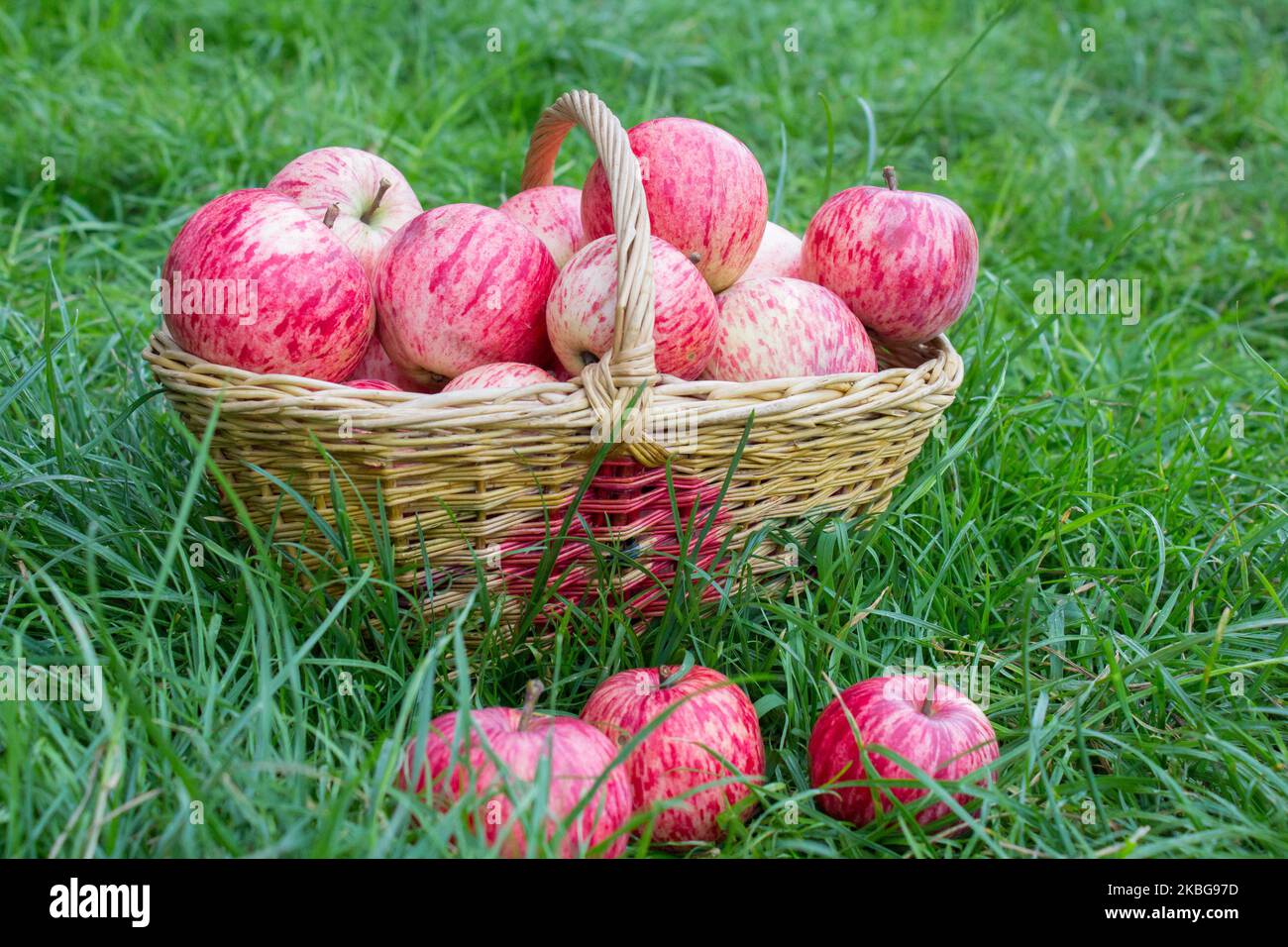 Estate tipo di mele rosse in un cesto sull'erba Foto Stock