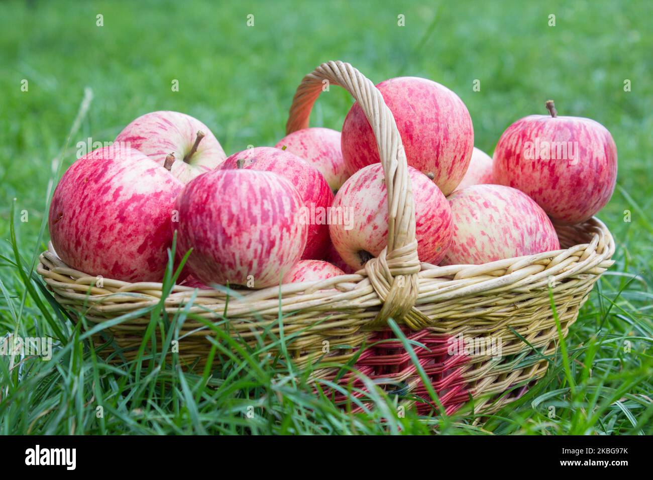 Mele, pere e noci in un cestino di vimini Foto Stock
