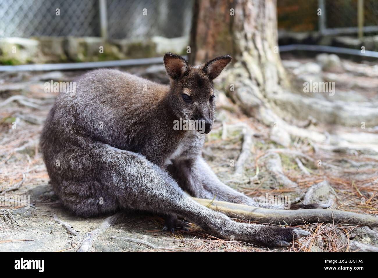 Canguro australiano seduto nello zoo vietnamita Foto Stock