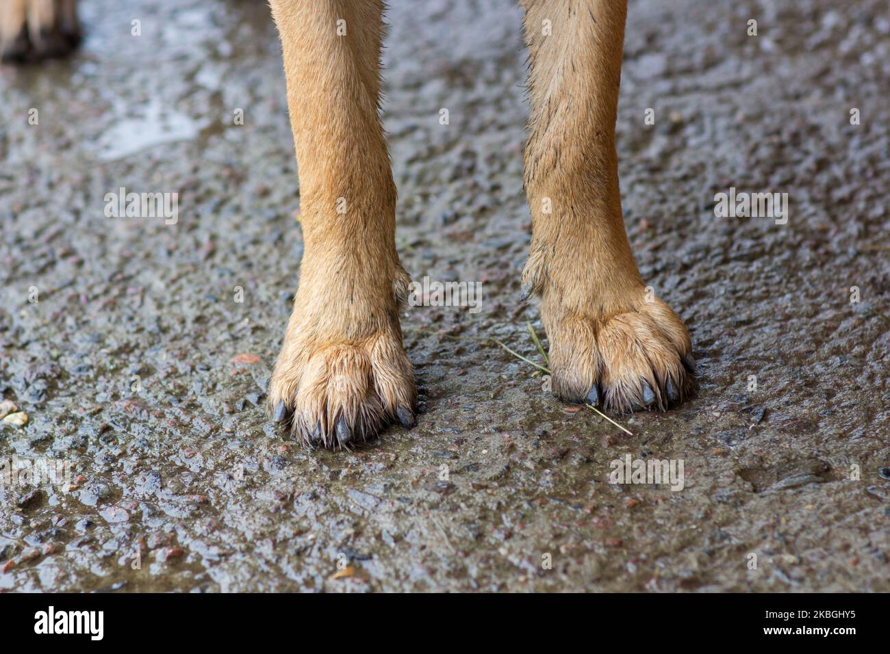grandi zampe per cani sono in prossimità dell'autostrada Foto Stock