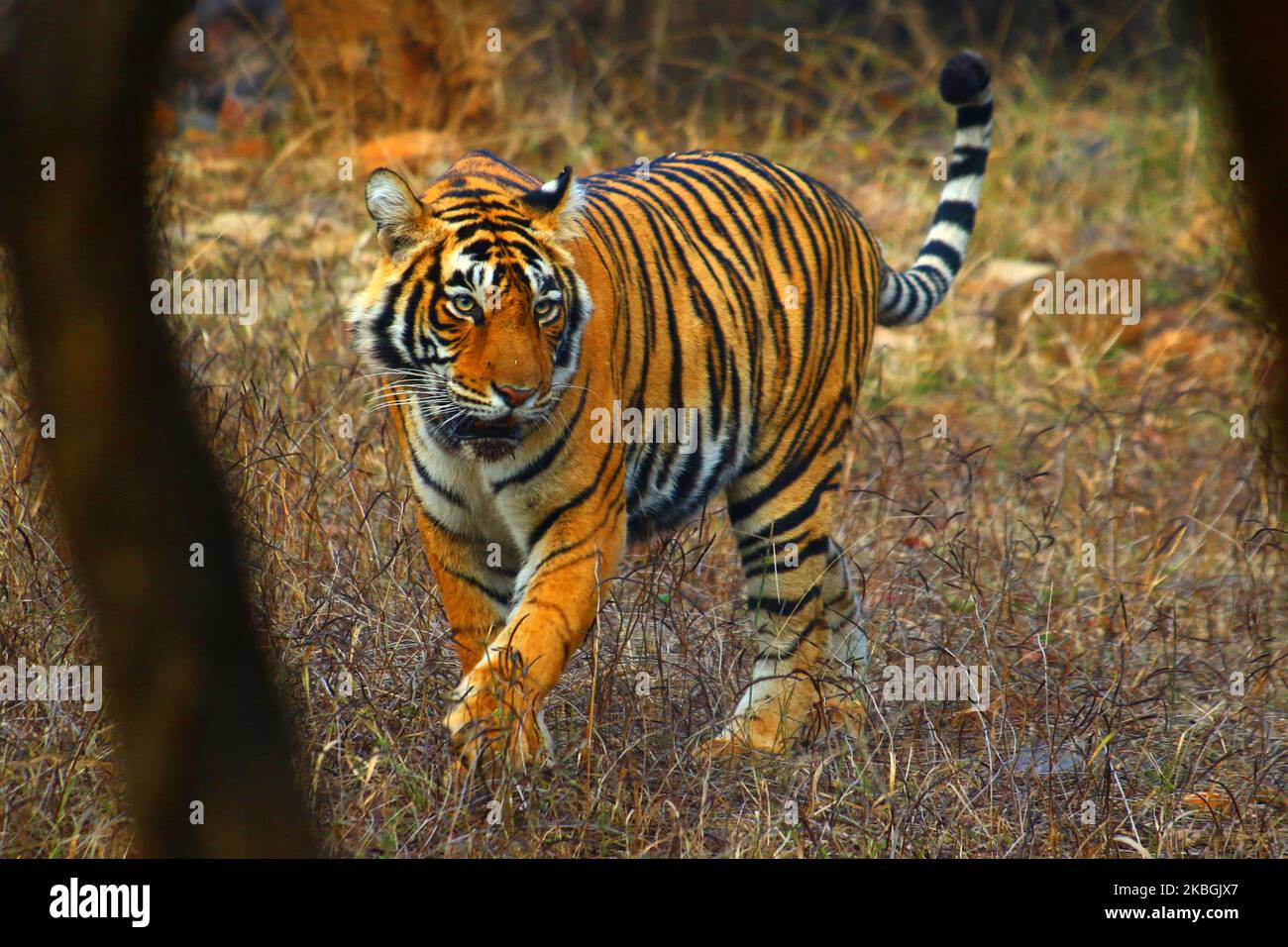 Una tigre Sultana è visto durante un safari nella giungla al Parco Nazionale di Ranthambore nel distretto di Sawai Madhopur, Rajasthan, India il 9 febbraio 2020. (Foto di Str/NurPhoto) Foto Stock