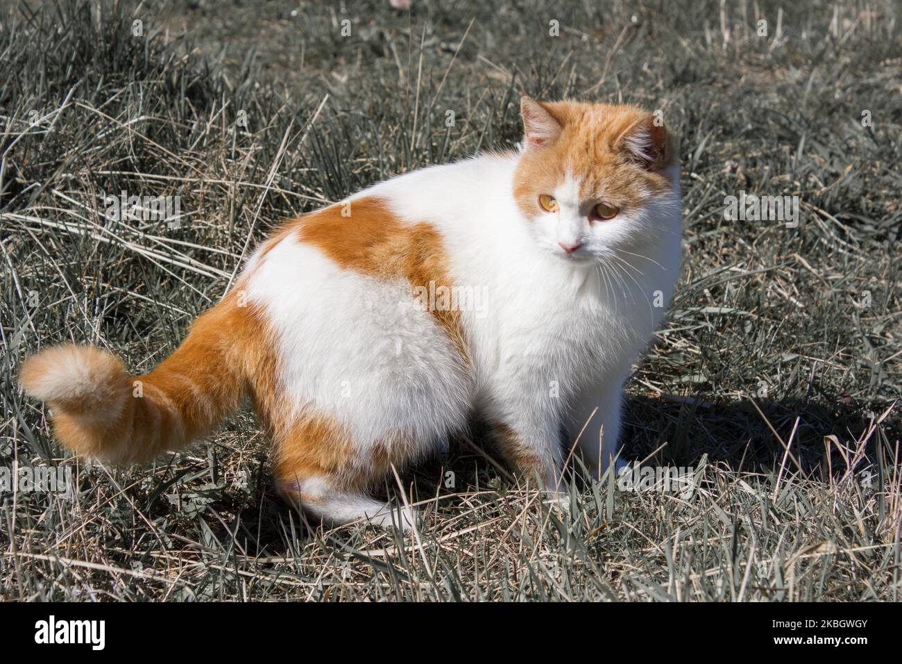 gatto bianco con macchie rosse sulla coda e rosso Foto Stock