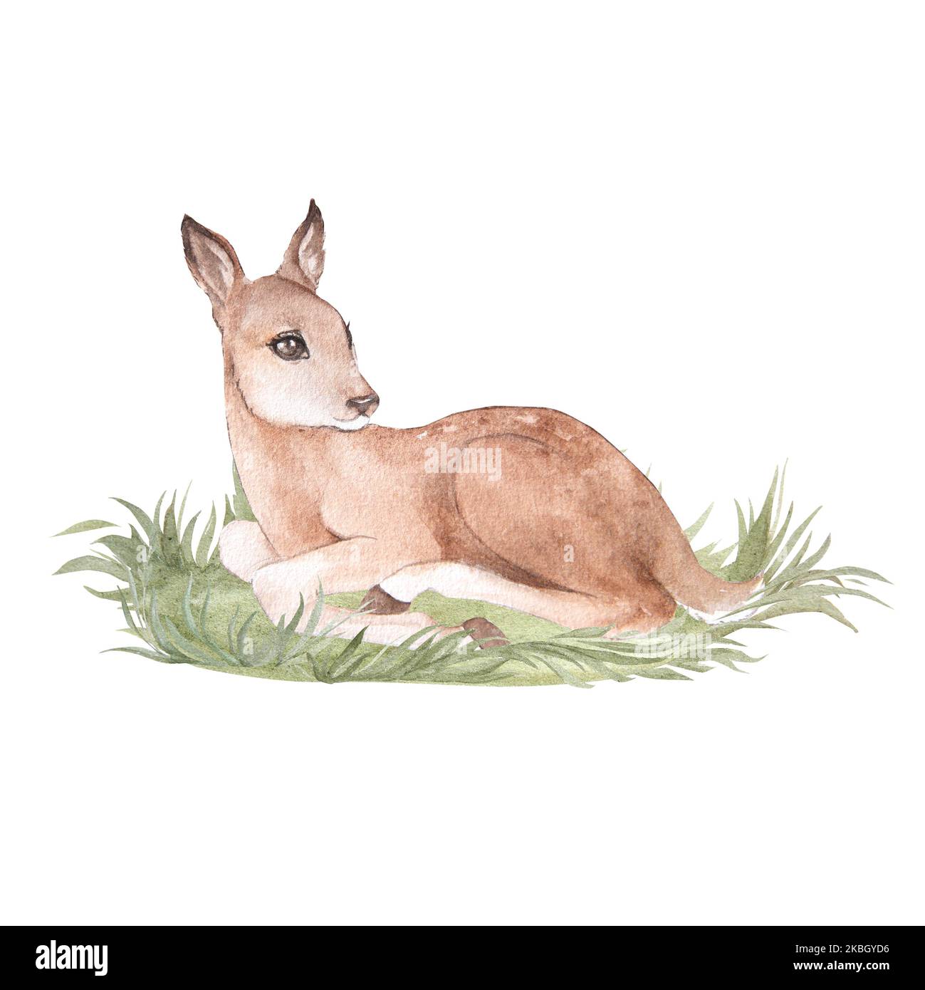 Acquerello illustrazione di un piccolo capriolo del cartone sdraiato nell'erba, isolato, fawn Foto Stock