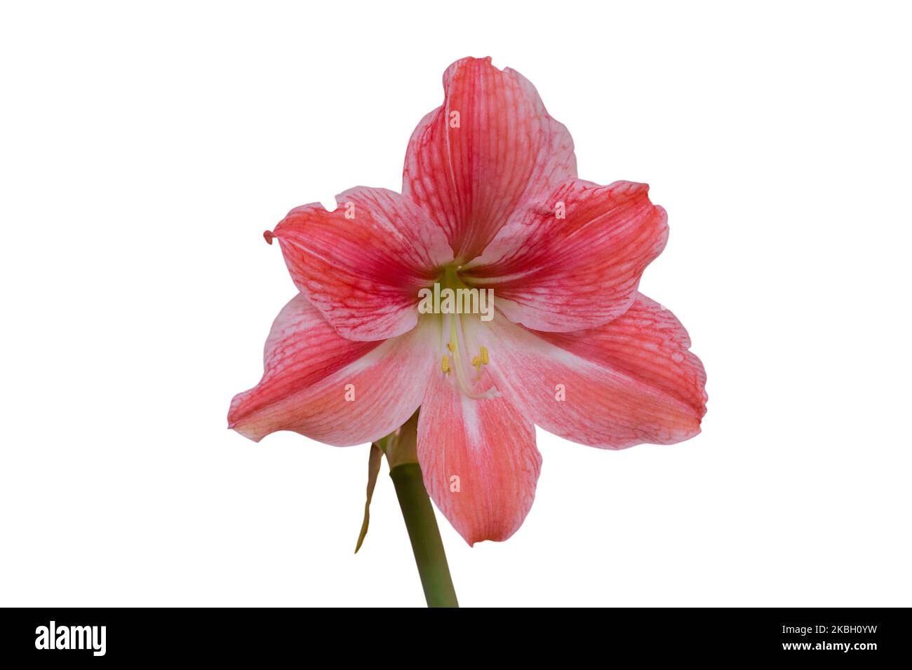 Giglio colore rosa fiore isolato su sfondo bianco Foto Stock