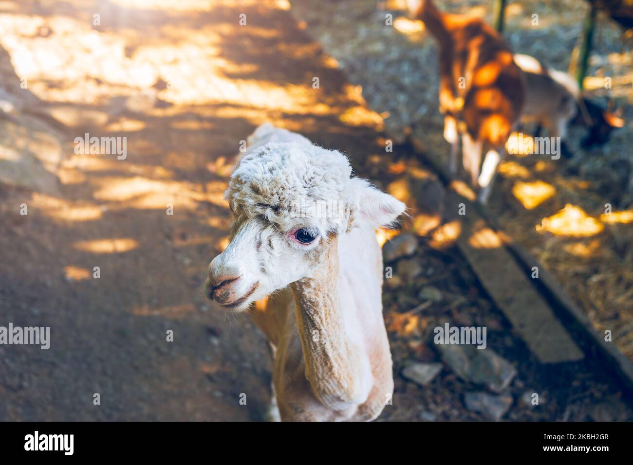 Alpaca con pelliccia tagliata in piedi per terra. Varietà addomesticata del lama. Foto Stock