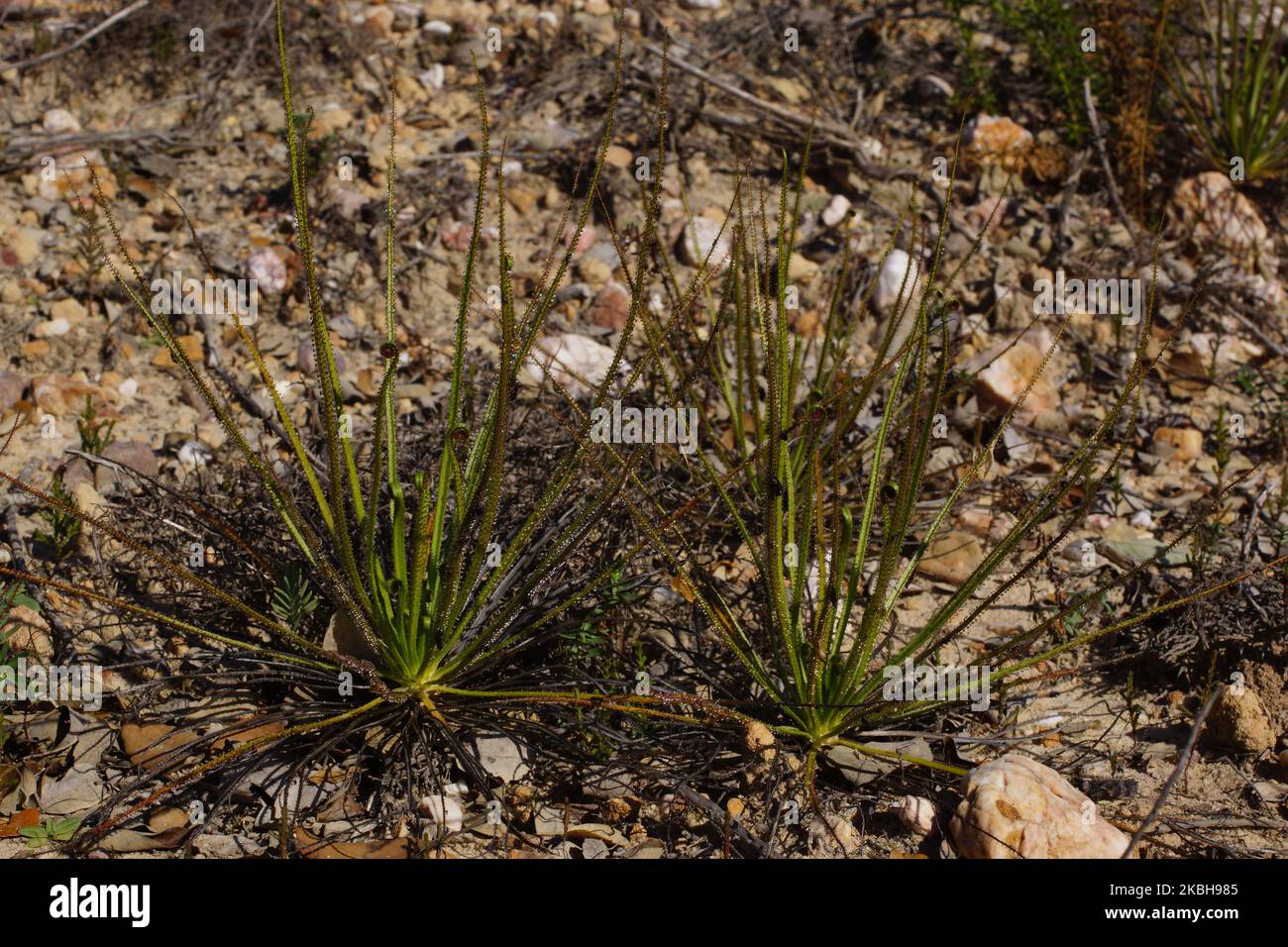 Piante mature del pino carnivoro dewy o della sundew portoghese (Drosophyllum lusitanicum), Portogallo Foto Stock