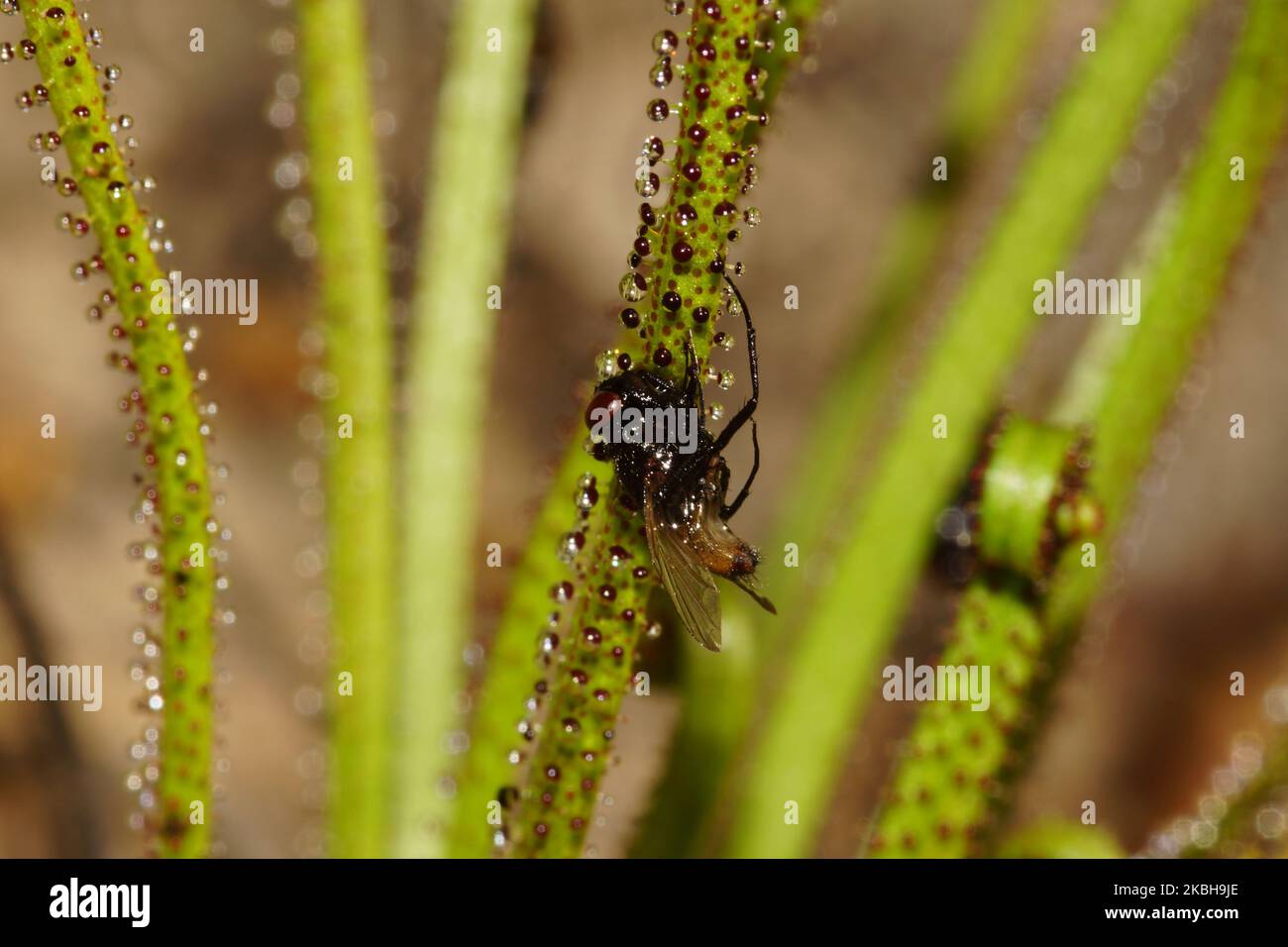 Foglie del pino carnivoro dewy (Drosophyllum lusitanicum) con insetto catturato, Portogallo Foto Stock