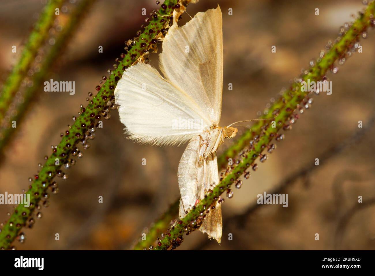 Foglie del pino carnivoro (Drosophyllum lusitanicum) con farfalla catturata , Portogallo Foto Stock