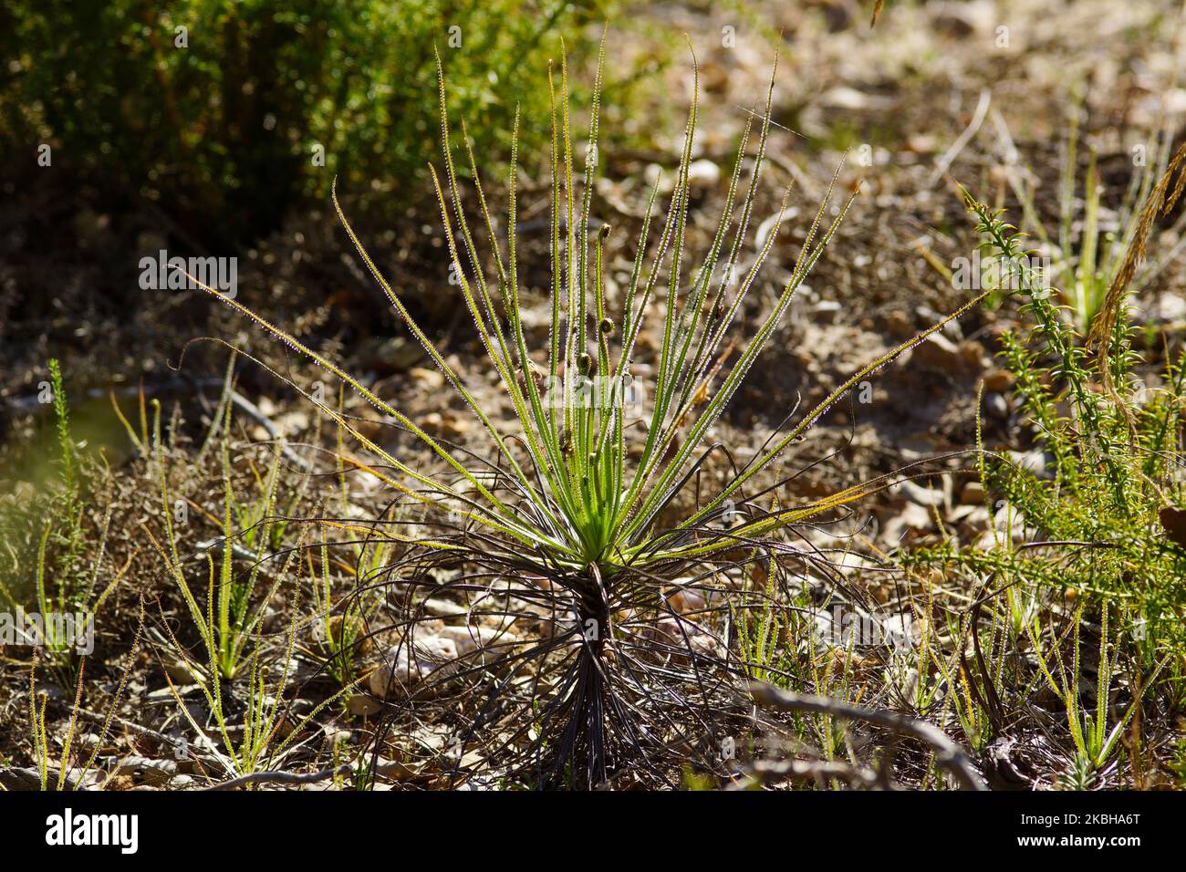 Pino dewy o sundew portoghese (Drosophyllum lusitanicum), Portogallo Foto Stock