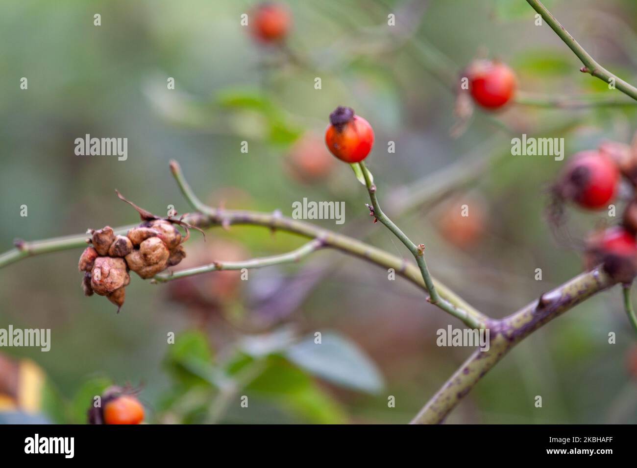 O malattia di Rosehip che cosa sta facendo il cespuglio che asciuga. Malattia della pianta di Wild Rose sullo sfondo del campo di rosa del cane dente di leone. Foto di alta qualità Foto Stock