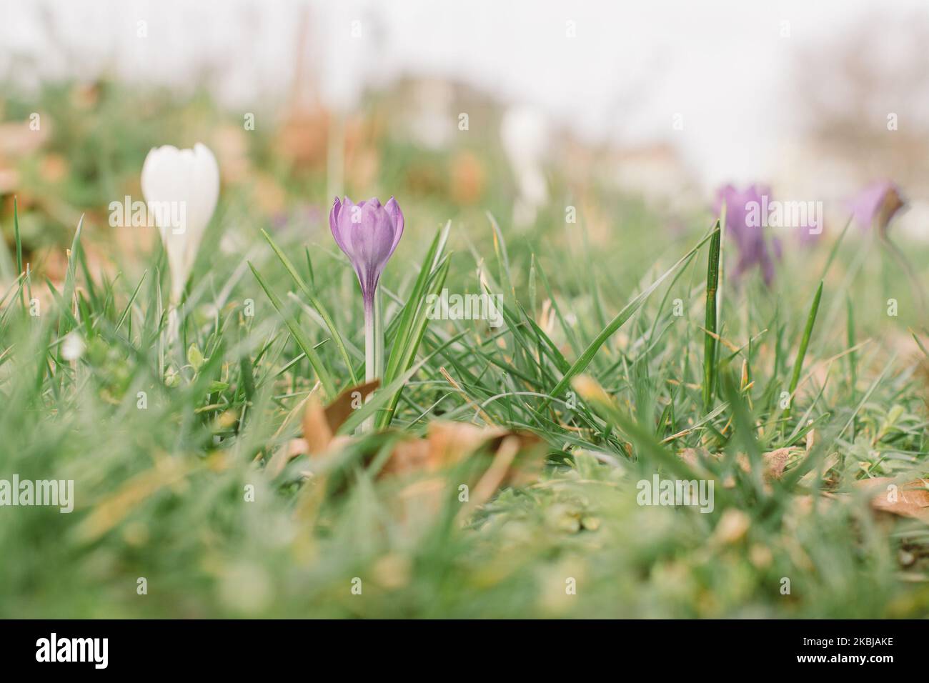 Crocuses in fiore a Colonia, Germania, il 2 marzo 2020 (Photo by Ying Tang/NurPhoto) Foto Stock