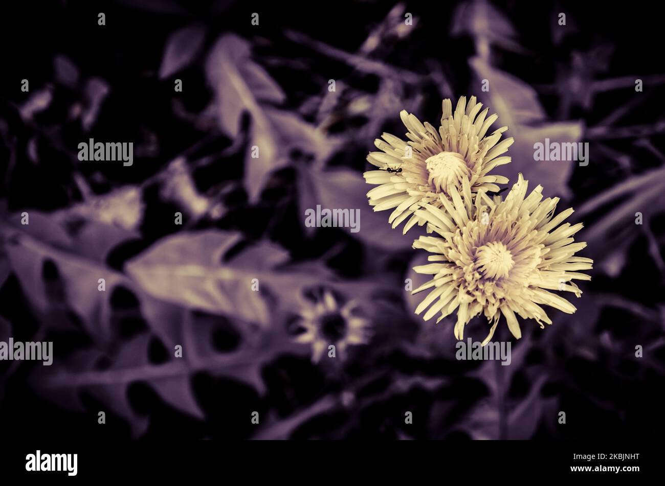 fiore giallo dente di leone ed effetto desaturato vista dall'alto Foto Stock