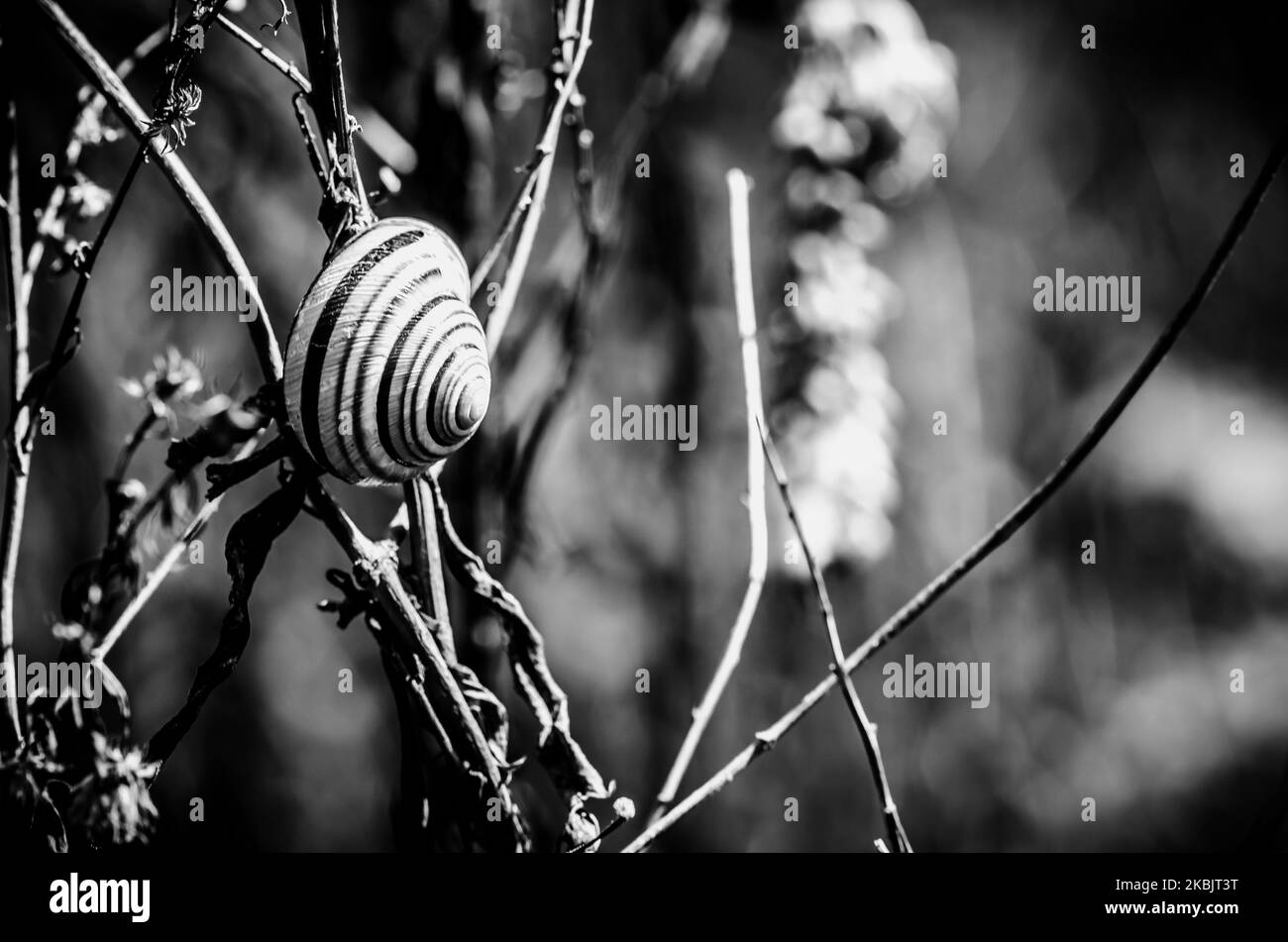 lumache che strisciare in dettaglio twig Foto Stock