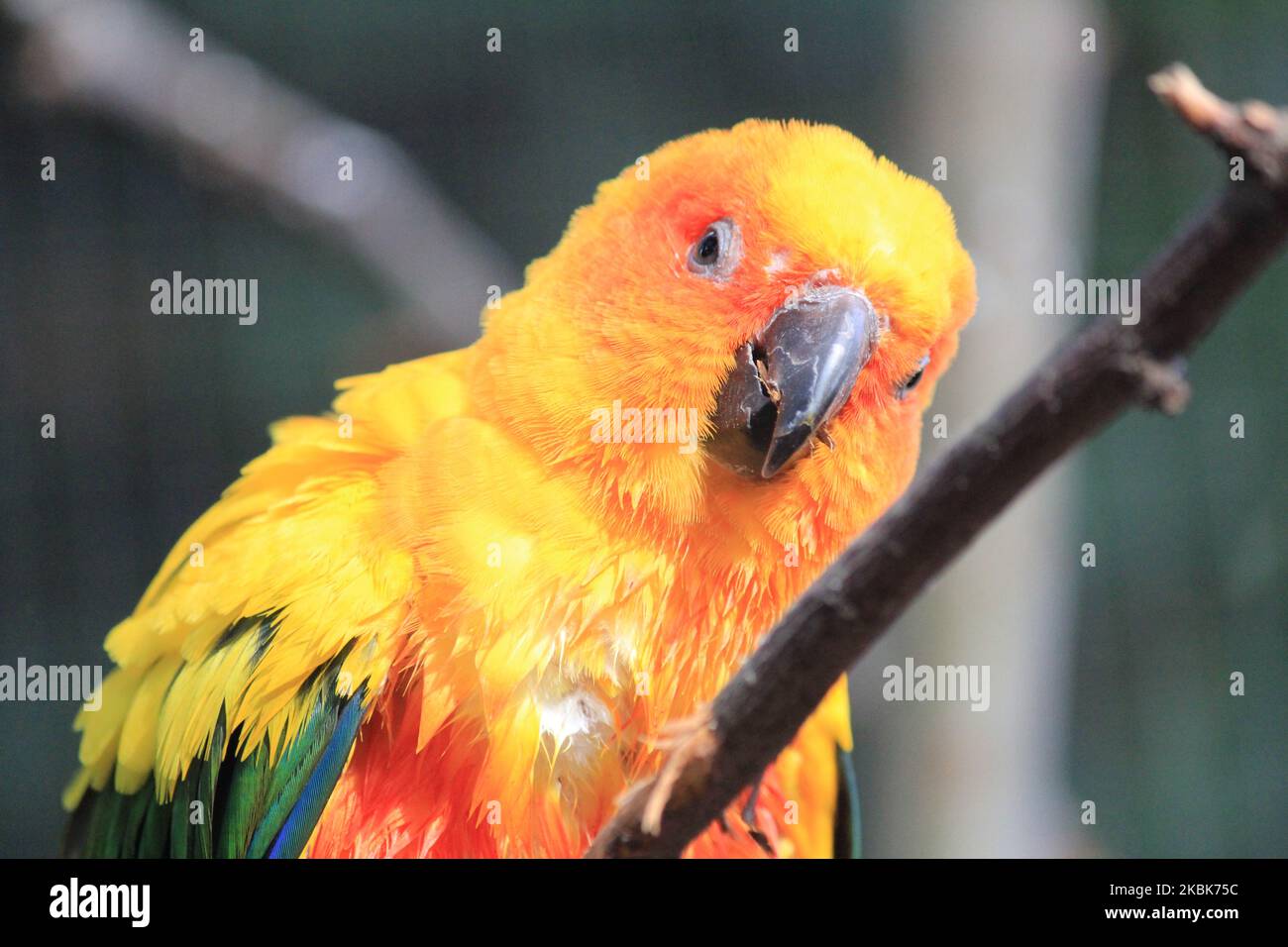 Parakeet sole Foto Stock