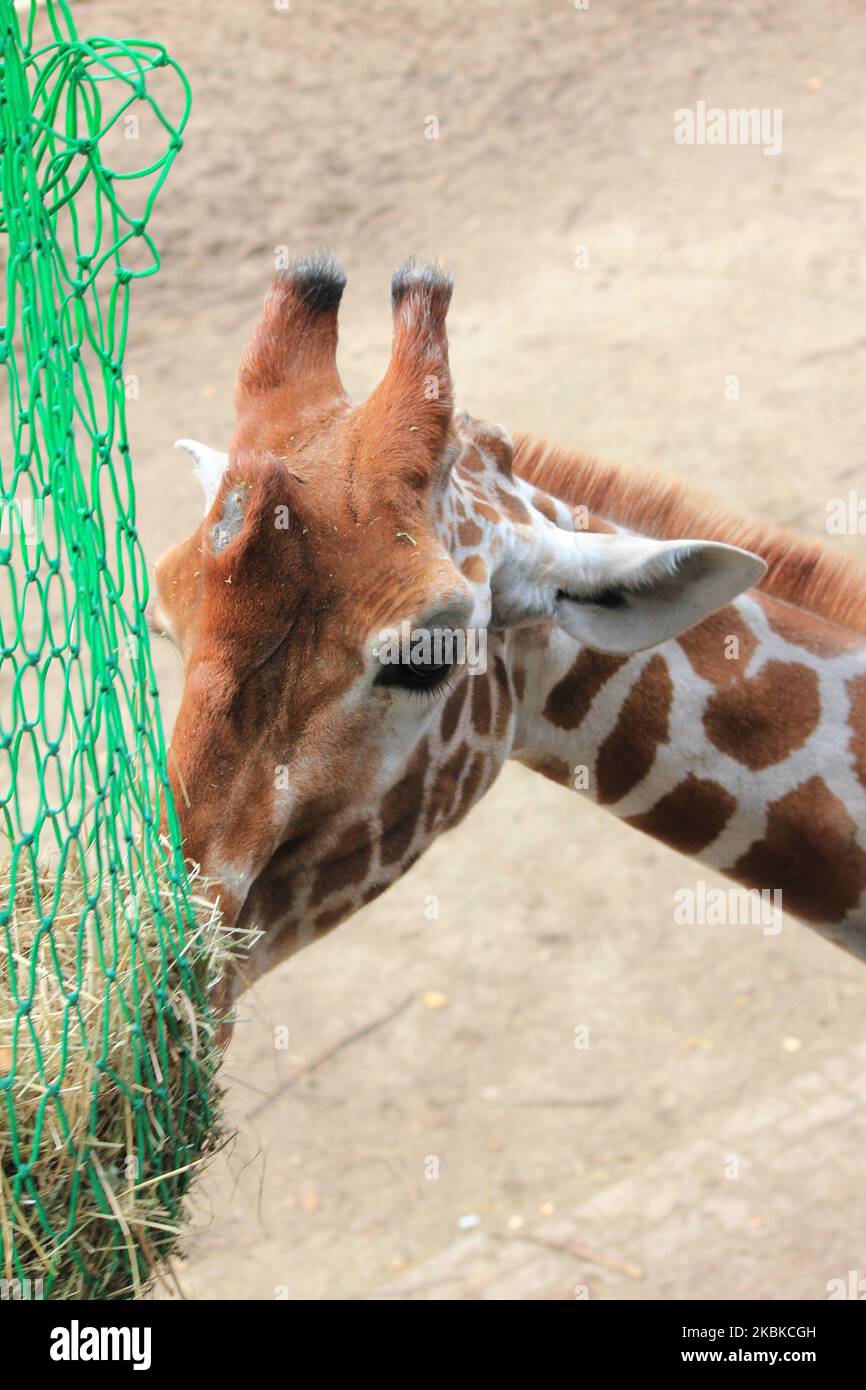 Giraffa Foto Stock